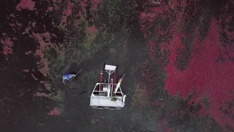 Cranberry-farmer-in-flooded-cranberries-field-during-harvest-season-in-autumn,-overhead-shot