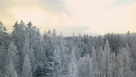 Pinos-Altos-Y-Estrechos-Con-Ramas-Cubiertas-De-Nieve-En-Un-Bosque-Densamente-Arbolado-En-Las-Montañas-Harz-De-Alemania-Mientras-El-Sol-Intenta-Brillar-A-Través-De-La-Gruesa-Nubosidad