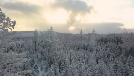 Hohe-Kiefern-Mit-Schneebedeckten-Zweigen-Erheben-Sich-Weit-über-Die-Jungen-Kiefern-In-Einem-Dichten-Wald,-Wobei-Sich-Die-Untergehende-Sonne-Hinter-Den-Wolken-Im-Hintergrund-Versteckt