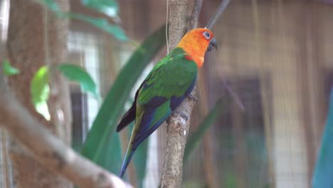 Beautiful-jandaya-conure-parakeet,-aratinga-jandaya-perching-on-the-tree-with-vibrant-and-colorful-appearance,-stretching-its-wing-in-an-enclosed-environment-at-bird-sanctuary-wildlife-park