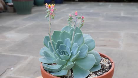 Succulent,-Echeveria-Secunda-Pumila-in-flower