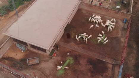 A-drone-shot-of-an-animal-farm-in-Sindh