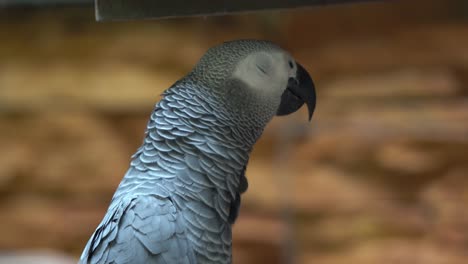 Extreme-close-up-shot-of-a-Congo-African-grey-parrot,-psittacus-erithacus,-with-food-stored-in-its-crop,-squawking-and-talking-in-its-habitat,-wildlife-close-up-shot