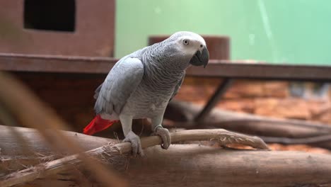 Close-up-shot-of-a-congo-African-grey-parrot,-psittacus-erithacus-perching-on-the-branch,-preening-its-beast-feathers-and-wondering-around-its-surrounding-environment-at-bird-sanctuary-wildlife-park