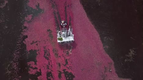 Massive-pink-cranberries-crop-floating-on-flooded-bog-surface,-bird's-eye-aerial-shot