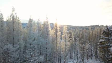 Aerial-panorama-around-pine-tree-tops-covered-in-snow-during-sunset-in-german-winter-forest