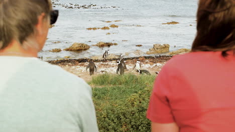 Dos-Damas-En-La-Costa-Viendo-Pingüinos-Del-Cabo-En-La-Playa,-Sudáfrica