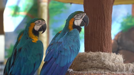 Beautiful-blue-and-yellow-macaw,-ara-ararauna-with-vibrant-and-colourful-plumage,-perching-side-by-side,-taking-an-afternoon-nap,-resting-during-the-day,-wildlife-close-up-shot