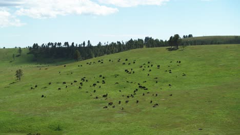 Aerial,-herd-of-buffalo-on-a-green-grass-hill
