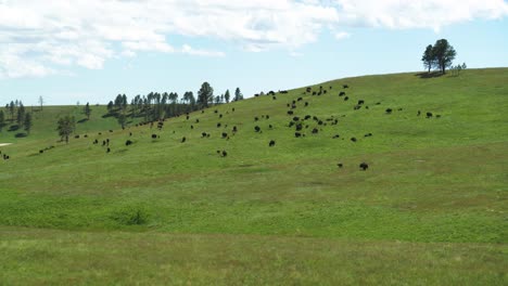 Aerial,-herd-of-buffalo-grazing-on-a-green-grass-hill