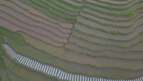 Drohnenaufnahme-Aus-Der-Vogelperspektive-Von-Terrassierten-Reisfeldern-In-Indonesien-1