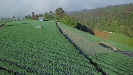 Aerial-view-of-farmer-work-on-the-scallion-plantation,-Indonesia-1