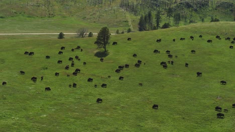 Cinematic-aerial,-herd-of-American-buffalo-grazing-and-walking-on-green-hill