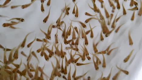 Extreme-close-up-of-tiny-fish-fry-swimming-in-crystal-clear-water-at-aquaculture-fish-farming-hatchery