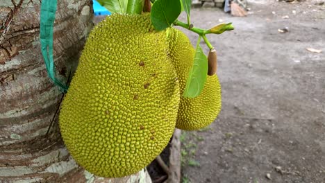 Large-durian-fruit,-spiky,-green-and-ripe,-ready-to-pick-and-harvest-from-the-durio-tree-in-SouthEast-Asia
