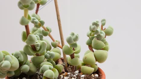 Crassula-Plegmatoides-Succulent