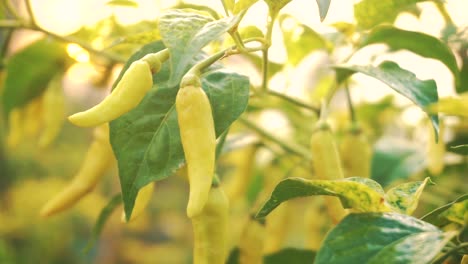 Close-up-shot-of-fresh-yellow-chili-growing-in-plantation-in-Asia