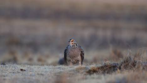 Fire-Grouse-on-lek-waiting-for-a-competitor-to-enter-its-territory