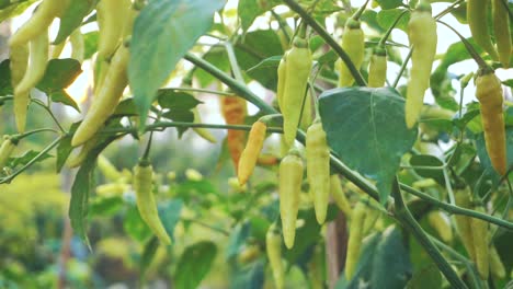 Close-up-shot-of-fresh-yellow-chili-growing-in-plantation-in-ready-to-be-harvesting