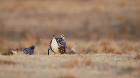 Sharp-tailed-Grouse-On-Lek-During-Courtship-In-Saskatchewan,-Canada