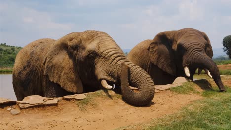 Couple-of-elephants-are-eating-from-ground-surface-and-near-the-water