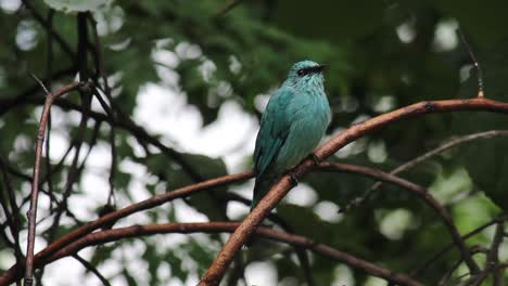 Small-blue-bird-is-standing-on-a-tree-branch-and-observing-the-area,-thank-fly's-away