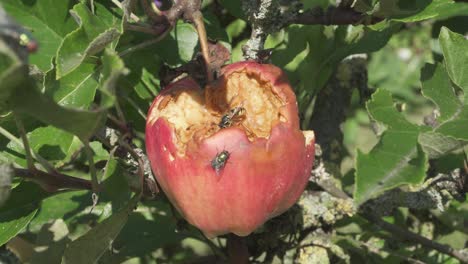 Wasps-And-Flies-Eating-Through-A-Damage-Apple-On-The-Tree---close-up