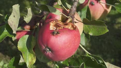 Wasp-And-Flies-Feeding-On-Red-Apples-On-The-Tree---close-up