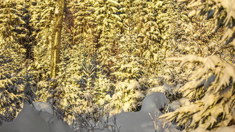 Statische-Aufnahme-Von-Schneebedeckten-Ästen-Von-Nadelbäumen-Während-Der-Abendzeit-Im-Zeitraffer