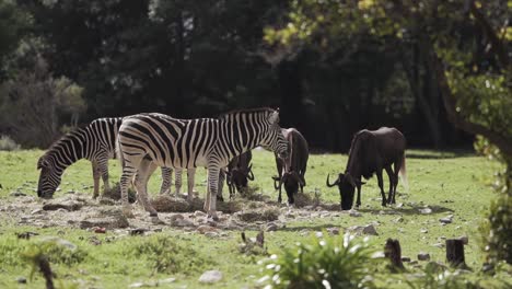 Zebras-are-eating-grass-in-natural-environment-as-long-with-other-animals