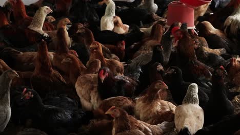 Crowded-chicken-farm,-lot-of-chickens-in-small-space-walking-and-eating