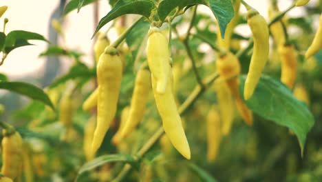 Close-up-shot-of-fresh-chili-growing-in-plantation