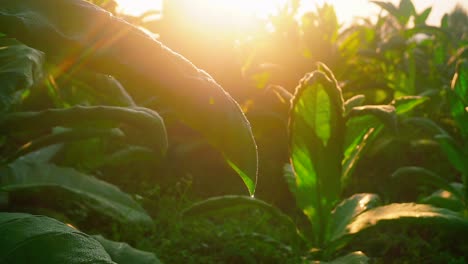 Close-up-shot-of-green-leaves-of-Tobacco-Plant-against-golden-sunrise-in-the-morning-2