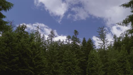 Left-right-pan-camera-movement-revealing-the-pine-forest-tops-with-a-blue-sky-with-puffy-white-clouds