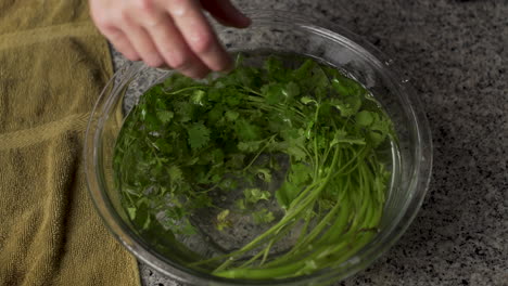 Person-Soaked-The-Bunch-Of-Green-Parsley-On-A-Bowl