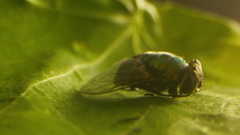 A-macro-shot-of-a-fly