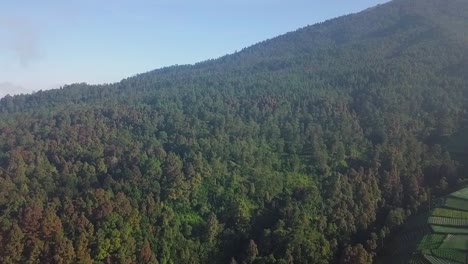 Dense-trees-growing-on-the-forest-on-the-slope-of-mountain-during-sunny-day-with-blue-sky---Aerial-forward-flight