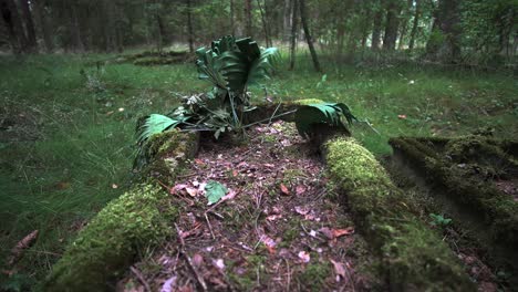 Abandoned-Overgrown-Burial-Graves-in-a-Row,-Lithuania-Forest,-Europe