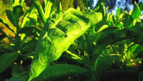 Tobacco-plant-in-plantation-in-the-morning-with-sunray