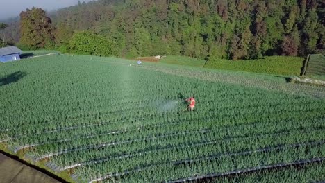 Orbit-Drohnenaufnahme-Eines-Landwirts,-Der-Pestizide-Auf-Eine-Gemüseplantage-Mit-Frühlingszwiebeln-In-Indonesien-Sprüht