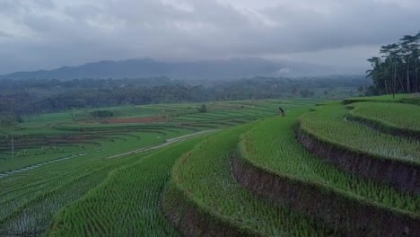 Sliding-drone-shot-of-farmer-working-on-lush-terraced-rice-field-with-small-paddy-plant-and-flooded-by-water-during-cloudy-day-in-the-morning