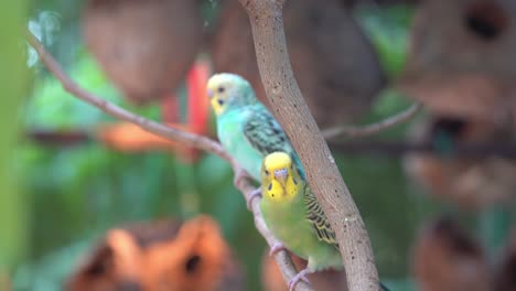 Beautiful-lovebirds,-budgerigar,-melopsittacus-undulatus-perching-side-by-side-on-tree-branch,-chirping-and-singing-in-its-natural-habitat,-bird-close-up-shot-against-forest-bokeh-background