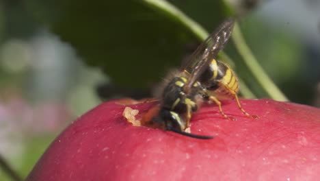 Wasp-Eating-Through-An-Apple---macro