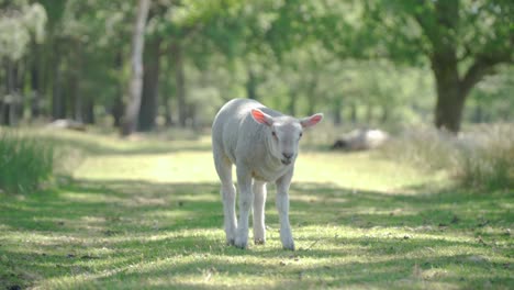 Lamb-is-standing-on-the-grass-surface-road-and-under-shades