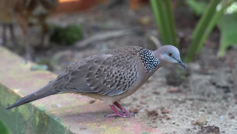 Curious-spotted-dove,-spilopelia-chinensis-wondering-and-looking-around-its-surrounding-environment,-birdwatching-wildlife-close-up-shot