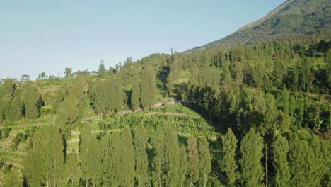 Fly-forward-drone-shot-TOBACCO-PLANTATION-on-the-slope-of-Mountain-during-blue-sky-and-sunlight