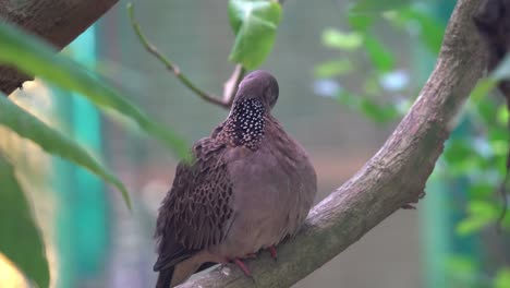 Wild-spotted-dove,-streptopelia-chinensis,-perching-on-tree-branch,-fluff-up-its-brown-feathers,-preening-and-cleaning-with-its-beak-in-a-relax-nature-environment-at-wildlife-park