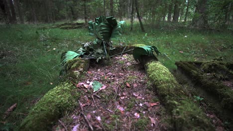 Eerie-Abandoned-Overgrown-Burial-Grave-in-the-Wilderness,-Rack-Focus