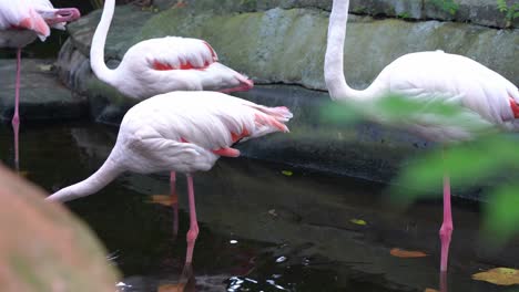 Herde-Von-Größeren-Flamingos,-Phoenicopterus-Roseus-Mit-Schnabel-Ist-Rosa-Mit-Einer-Eingeschränkten-Schwarzen-Spitze-Und-Steht-Mit-Einem-Bein-Im-Wasserteich-Im-Langkawi-Wildlife-Park