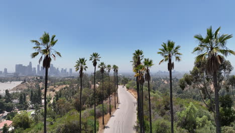 Palmenansicht-Von-Los-Angeles